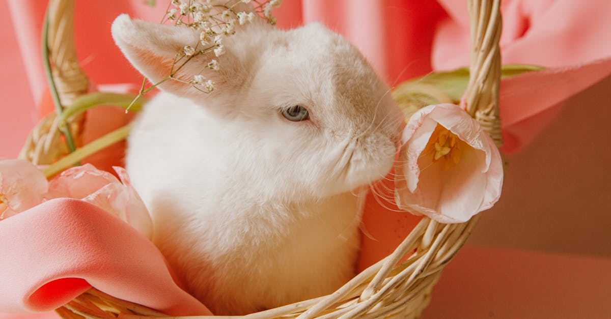 découvrez le rabbit vibrator, un sextoy innovant conçu pour offrir une stimulation intense et un plaisir ultime. profitez d'une expérience unique grâce à sa double action et ses multiples modes de vibration. idéal pour explorer de nouveaux plaisirs en toute discrétion.